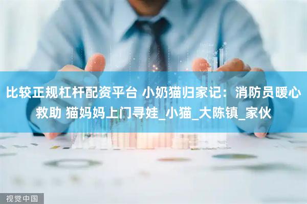 比较正规杠杆配资平台 小奶猫归家记：消防员暖心救助 猫妈妈上门寻娃_小猫_大陈镇_家伙